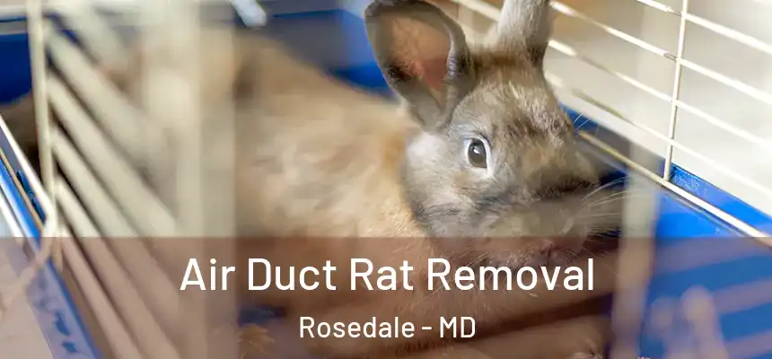  Air Duct Rat Removal Rosedale - MD